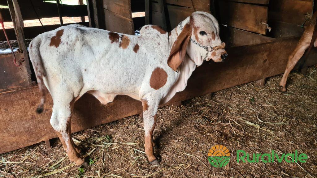 Venda de Touros e Novilhas Gir Leiteiro