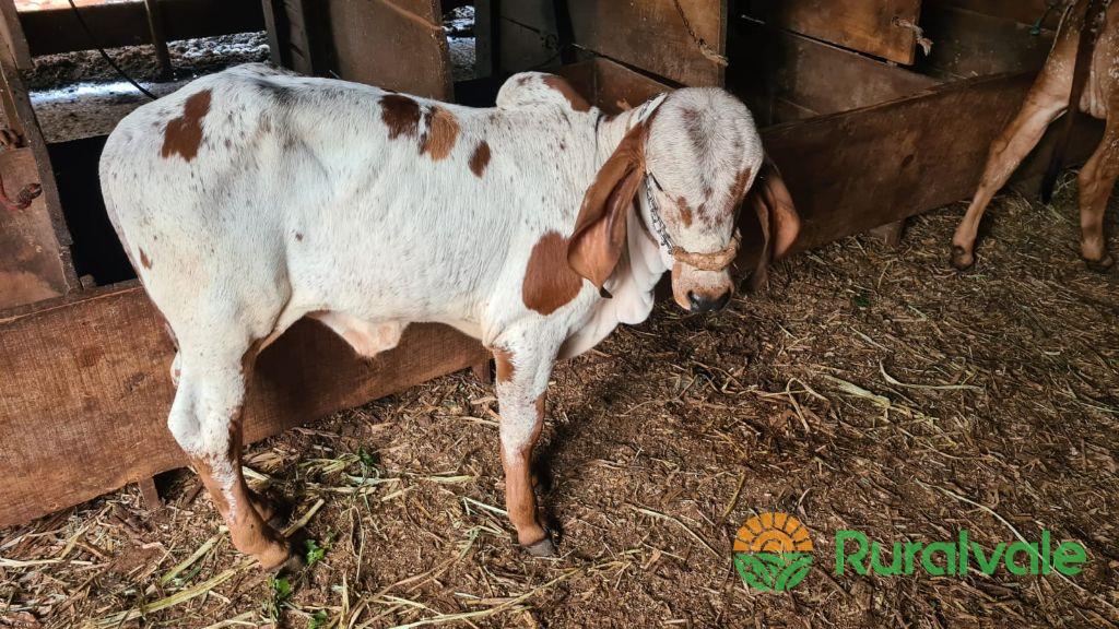 Venda de Touros e Novilhas Gir Leiteiro